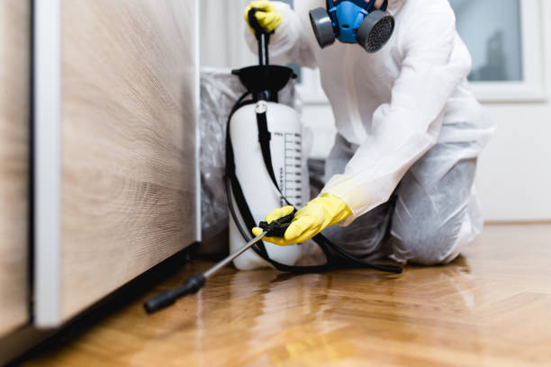 Expert Pest Control Cleaning in Brisbane
